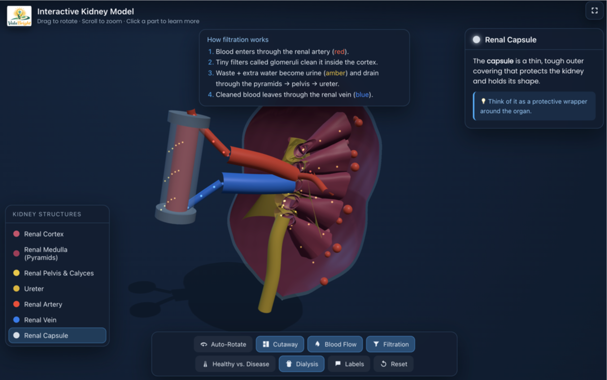 interactive 3d model